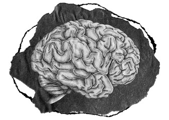 Brain png sticker, gray ripped paper transparent background