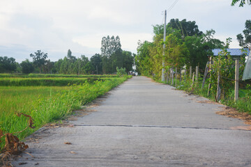 Concrete road in the middle of a rice field