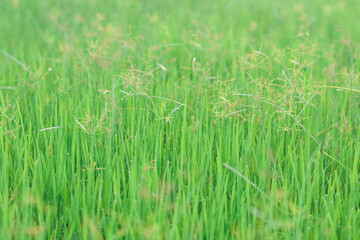 Obraz premium Grass in the rice field