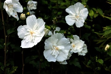 white flowers of hibiscus syriacus bush in park close up