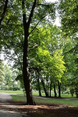 various trees of park  in summer 