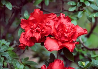 pretty red flowers of azalea bush in the garden close up