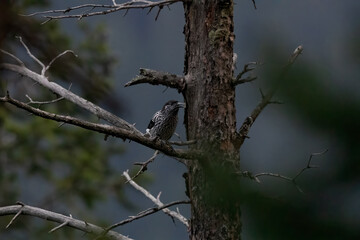 Kashmir nutcracker or large-spotted nutcracker (Nucifraga multipunctata) at Sinthan Top, Jammu & Kashmir UT, India