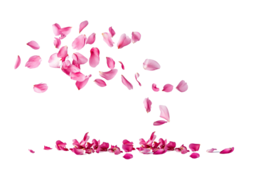 Tropical pink flower petals falling in the air, beautiful floral levitation isolated on transparent background