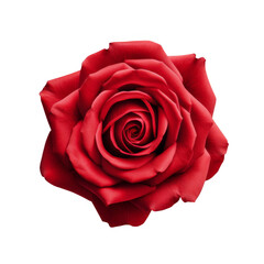 Red Rose Isolated on a Transparent Background