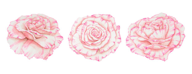 Light pink rose collection. Watercolor botanical illustrations. Hand drawn clipart, cut out and isolated. Realistic flower drawing for delicate wedding prints, invitations. Romantic design element.