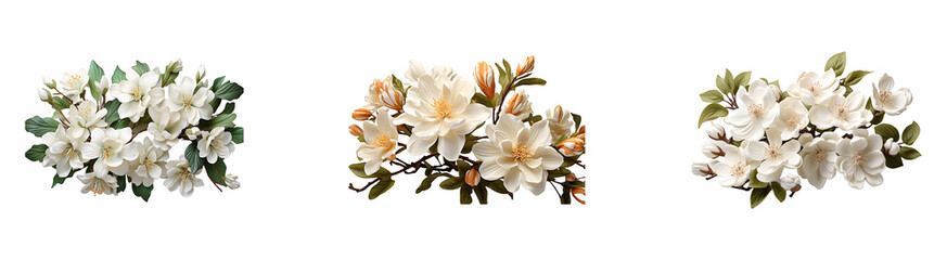Set, collection of Jasmine Flower isolated on transparent background.