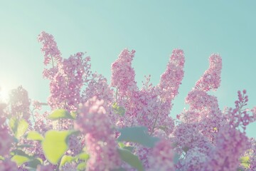 A close-up of a cluster of pink cherry blossoms.