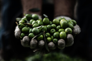 Green Olive for oil production. Man holding green olives in hands