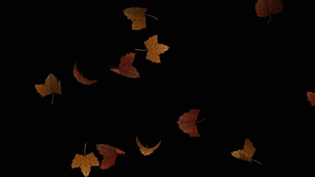 Animation of dry fallen leaves on a transparent background