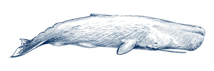 Png sperm whale design element, transparent background © Rawpixel.com