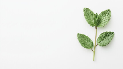 A single mint sprig, herb element, macro photography, vibrant green, isolated on white background.