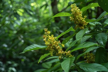 Obraz premium On a sunny day the male Nance tree in the forest is laden with fruits