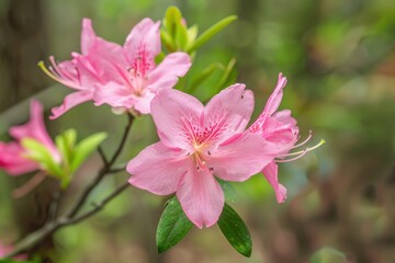 Fototapeta premium Pink blooms of native azalea in north Florida closeup