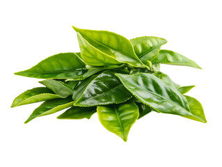 Fresh green tea leaves pile on white background. Cut out shape. 