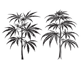 Fototapeta premium vector botanical cannabis trees