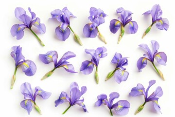 White background with iris blossoms