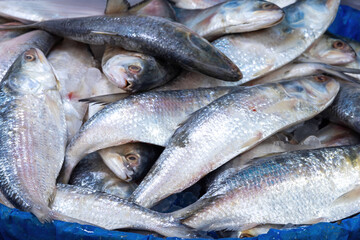 Tenualosa ilisha or Hilsa fish, known as Ilish in Bengali, is a popular and highly prized fish sold in markets. It is the national fish of Bangladesh. It is also famous in West Bengal, India.