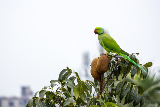 A parrot sitting on the branch of a mahogany tree and eating fruit.