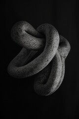 Obraz premium snake on black in the dark