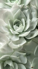 Close-up view of green succulents. Delicate textures and botanical detail.
