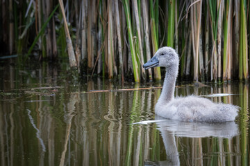 Obraz premium On a cloudy summer day, a cygnet swims in calm water with reflection toward the camera lens. A cygnet of mute swan in the lake.