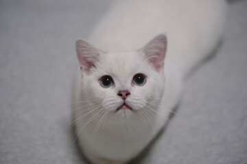 Obraz premium one British Shorthair cat looking at camera. Silver shaded colorpoint
