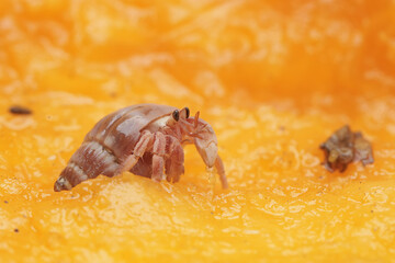 A hermit crab is eating a ripe papaya. This animal that lives on sandy beaches has the scientific name Paguroidea sp.