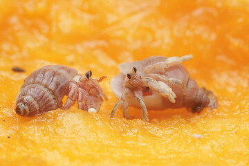 Two hermit crabs are eating a ripe papaya. This animal that lives on sandy beaches has the scientific name Paguroidea sp.