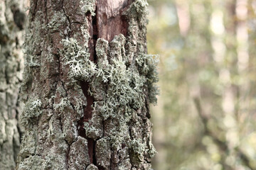 Oak tree trunk covered with lichen. Cracked oak bark close-up and lichen. Drying of the tree....