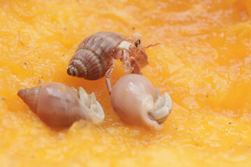 Three hermit crabs are eating a ripe papaya. This animal that lives on sandy beaches has the scientific name Paguroidea sp.