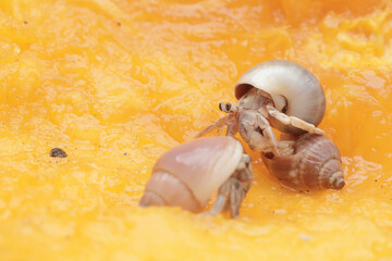 A hermit crab is eating a ripe papaya. This animal that lives on sandy beaches has the scientific name Paguroidea sp.
