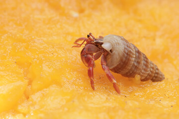 A hermit crab is eating a ripe papaya. This animal that lives on sandy beaches has the scientific name Paguroidea sp.