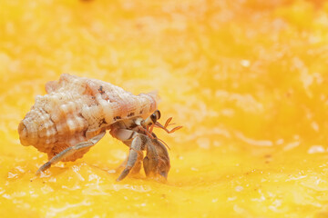 A hermit crab is eating a ripe papaya. This animal that lives on sandy beaches has the scientific...