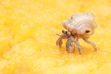 A hermit crab is eating a ripe papaya. This animal that lives on sandy beaches has the scientific...