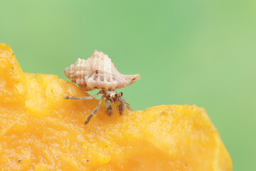 A hermit crab is eating a ripe papaya. This animal that lives on sandy beaches has the scientific...