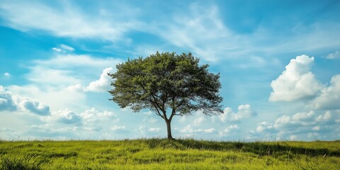 A solitary tree stands majestically atop a grassy hill under a beautiful blue sky with scattered white clouds.