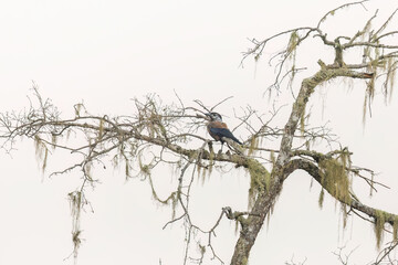Spotted nutcracker or Eurasian nutcracker (Nucifraga caryocatactes) at Walong, Arunachal Pradesh, India