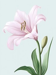 Naklejka premium A delicate pink lily flower with green leaves against a light background.