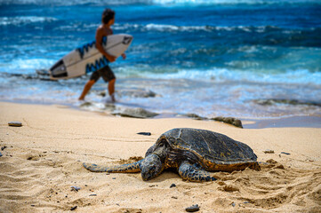 Hawaiian Hawaii surfer with surfboard walks past beach sea turtle into the ocean waves