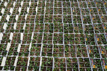 Young seedlings carefully planted in special trays, ready for further growth