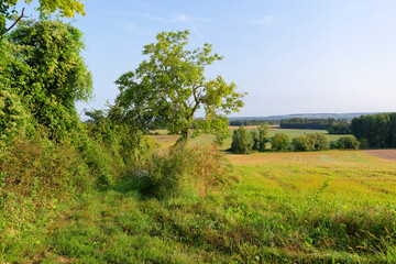 Hillside of Marigny-Brizay village in the Haut Poitou vineyard