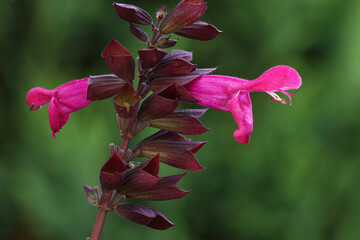 the mouth-shaped pink flowers of the sage in close-up with blurred background