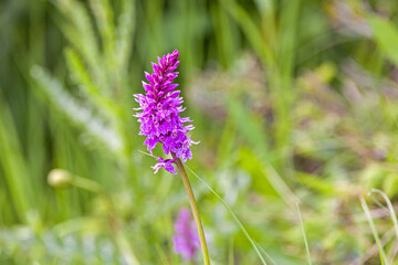 side view of a pink heath spotted-orchid against a green background