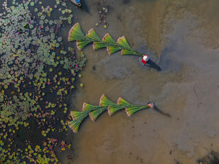 view of farmers harvest Lepironia articulata, Vietnamese name is Co bang. It is harvested by people...