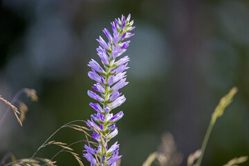 side view of a blue spiked bellflower in sunlight against a blurred green background
