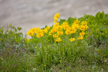 a bouquet of yellow blossoms of the plantain-leaved leopard's-bane and blurred background