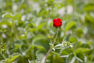 a red blossom of cinquefoil in front of a blurred bright green blurred background 