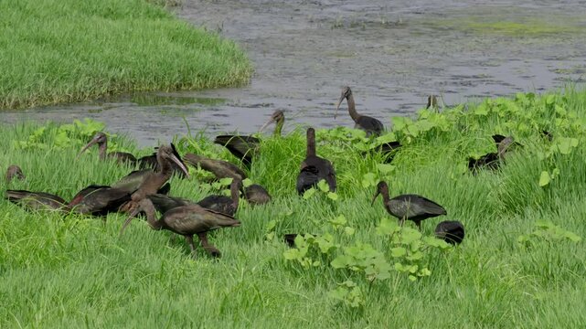 Glossy Ibis (Plegadis falcinellus) openning it's wings during sun-bath