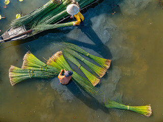 view of farmers harvest Lepironia articulata, Vietnamese name is Co bang. It is harvested by people...
